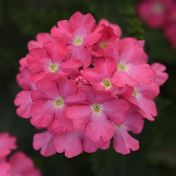Verbena peruviana Cadet Upright™ 'Pink'