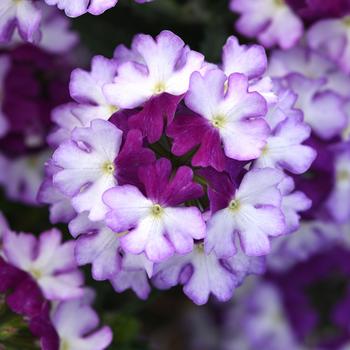 Verbena peruviana Firehouse™ 'Purple Fizz'