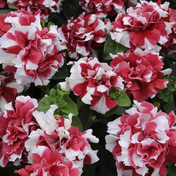Petunia 'Red and White' 