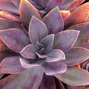 x Graptoveria 'Fred Ives' 