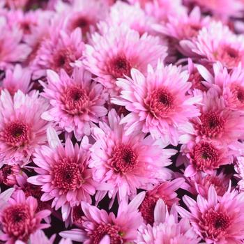 Chrysanthemum x morifolium 'Carousel Pink'