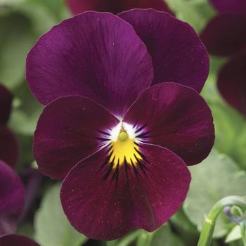 Viola cornuta 'Burgundy' 