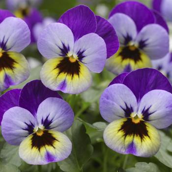 Viola cornuta Deltini™ 'Violet Blue'