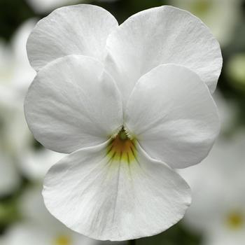 Viola cornuta Deltini™ 'White'