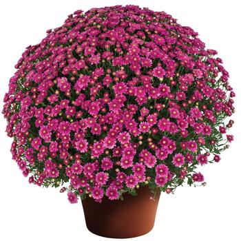 Chrysanthemum x morifolium Chelsey™ Pink