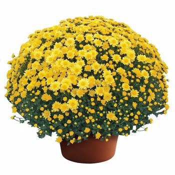 Chrysanthemum x morifolium Chelsey™ Yellow