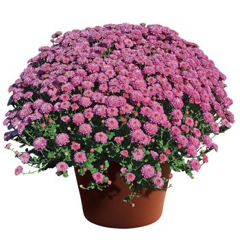 Chrysanthemum grandiflorum 'Gigi™ Dark Pink'