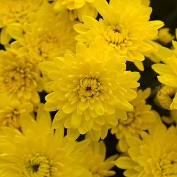 Chrysanthemum x morifolium 'Avalon Golden Yellow'