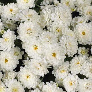 Chrysanthemum x morifolium 'Skyfall White'