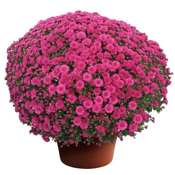 Chrysanthemum x morifolium Danielle™ Purple