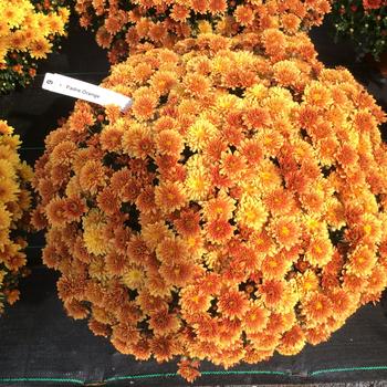 Chrysanthemum x morifolium 'Padre Orange' 