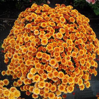 Chrysanthemum x morifolium 'Staviski Orange' 