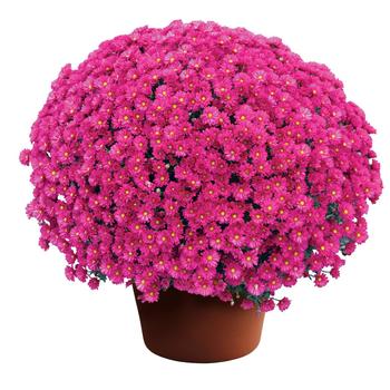 Chrysanthemum x morifolium 'Emelda™ Purple' 