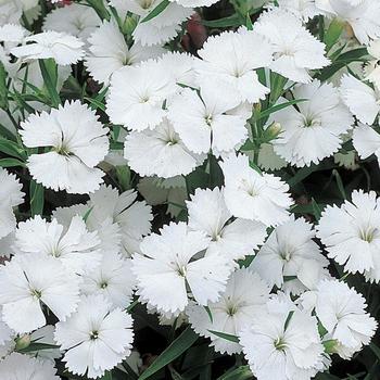 Dianthus chinensis x barbatus Telstar™ White