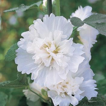 Alcea rosea 'White' 