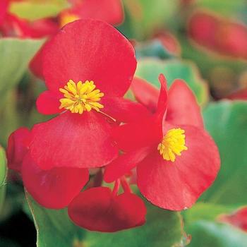 Begonia semperflorens Monza™ Scarlet