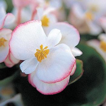 Begonia semperflorens Monza™ Appleblossom