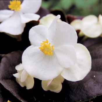 Begonia semperflorens Havana™ White Improved