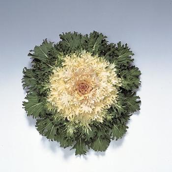 Brassica oleracea 'Coral Prince' 