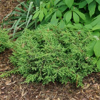 Juniperus communis 'Tortuga®'