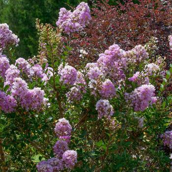 Lagerstroemia Early Bird™ 'Lavender'
