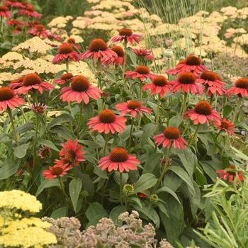 Echinacea Color Coded® 'Frankly Scarlet'