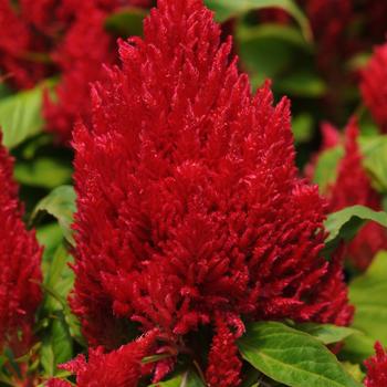 Celosia plumosa First Flame™ Red