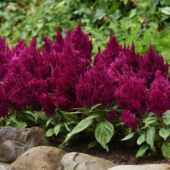 Celosia plumosa First Flame™ Purple