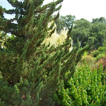 Juniperus chinensis 'Kaizuka' 
