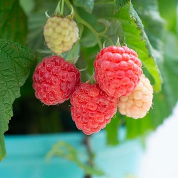 Rubus Bushel and Berry® 'Raspberry Shortcake®'