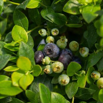 Vaccinium Bushel and Berry® 'Southern Bluebelle™'