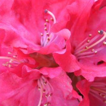 Rhododendron 'Skookum' 