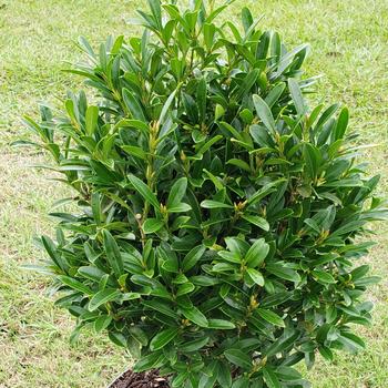 Buxus microphylla 'Lucky Charm®'