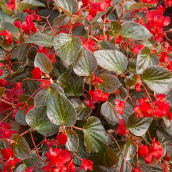 Begonia x benariensis Whopper® 'Red with Bronze Leaf'