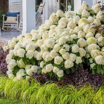 Hydrangea paniculata 'White Wedding®'