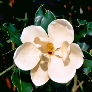 Magnolia grandiflora 'Little Gem' 