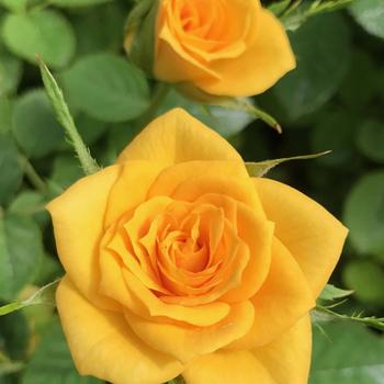 Rosa 'Yellow Delight' 