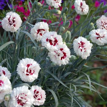Dianthus 'Wp07 Ame02' PP20,628