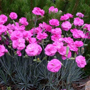 Dianthus Scent First® 'Tickled Pink'
