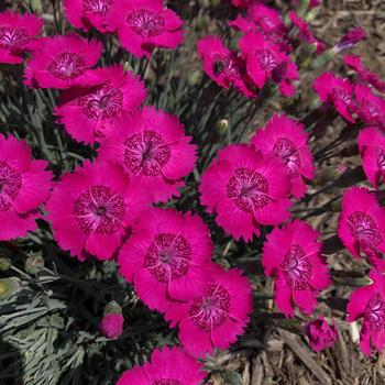 Dianthus Star Single™ 'Neon Star Improved'
