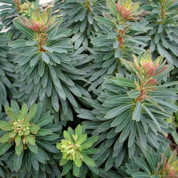 Euphorbia x martinii Sahara™ 'Tiny Tim'