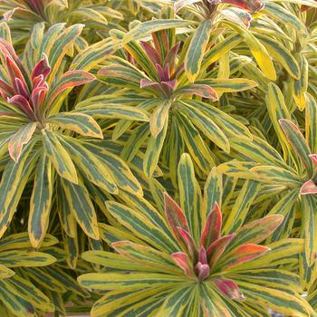 Euphorbia x martinii Sahara™ 'Ascot Rainbow'