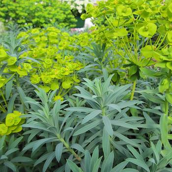 Euphorbia Watersaver™ 'Blue Haze'