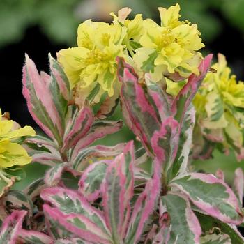 Euphorbia epithymodies Watersaver™ 'First Blush'