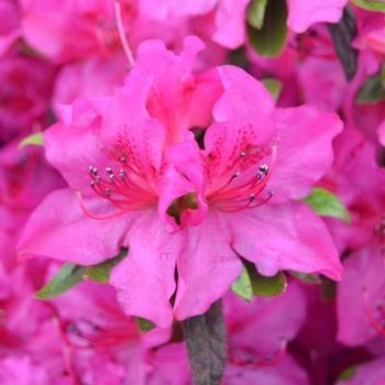 Rhododendron 'RLH1-13P11' PP24781