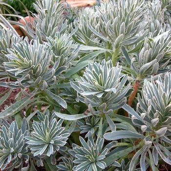 Euphorbia x martinii 'Glacier Blue'
