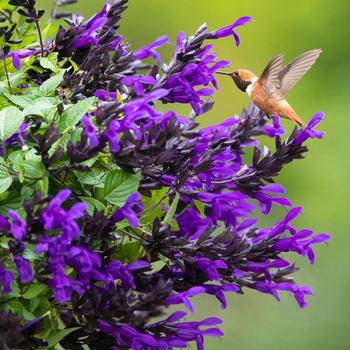 Salvia x guaranitica Bodacious® 'Hummingbird Falls'
