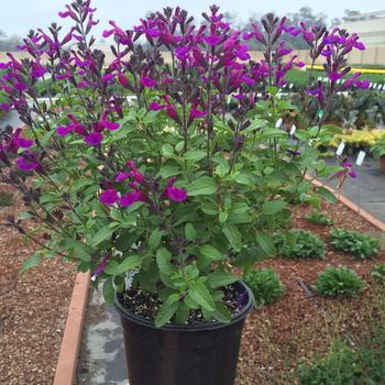 Salvia x jamensis VIBE® 'Ignition Purple'