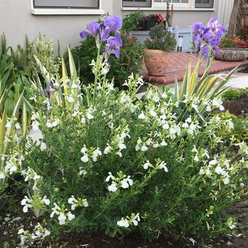 Salvia x jamensis VIBE® 'Ignition White'