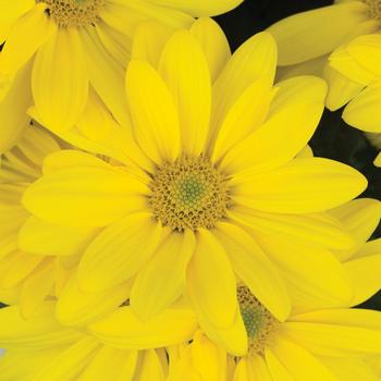Chrysanthemum indicum 'Butterfield™ Yellow'